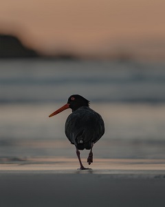 oystercatcher